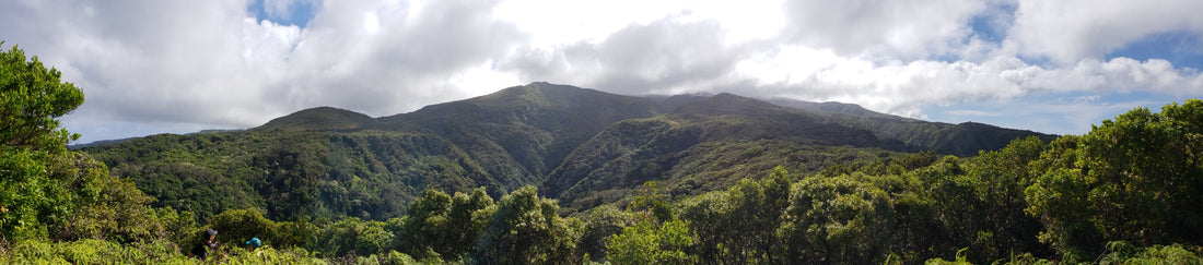 Back to the Coast: How Maui and My First Bikini Brand Led Me Here